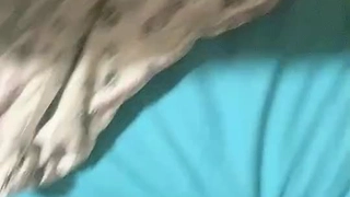 拉丁女仆laserina劈开双腿迎接鸡巴